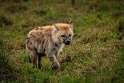 088 Masai Mara, gevlekte hyena